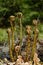 Fern leaves in spring