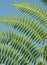 Fern leaves - Tenancious