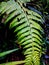 fern leaves or Tracheophyta ferns.