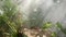 Fern leaves tropical rain forest under streaming fog