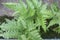 Fern leaves are a type of foliage that comes from fern plants