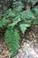 Fern leaves typical of the Monteverde region of Macaronesia