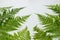 Fern leaves on white background