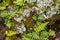 Fern, Lichen and Textured Green Mossy Background Close Up