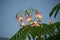 Fern like tree blooming with white and pink flowers, closeup