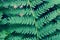 Fern macro photography, leaf green fern. Beautiful fern leaves macro photo, great design for any purposes. Beautiful nature