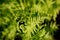 A fern is a member of a group of vascular plants