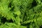 A fern is a member of a group of vascular plants