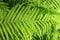 A fern is a member of a group of vascular plants