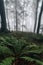 Fern in a misty forest