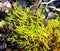 Fern Moss on garden soil