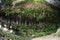 Fern and moss grotto along Bull Creek