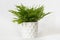 Fern nephrolepis in a white pot