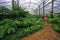 Fern nursery