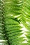 Fern Plant