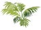 Fern plant