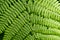 Fern plant macro - fern leaves closeup -
