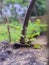 Fern plants that blend with building iron.