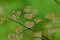 Fern plants cover the ground of the natural forest