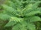 Fern plants cover the ground of the natural forest. Delicate carved green leaves