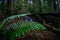 Fern plants thriving in forest