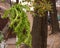 Fern plastic plant decorative, non natural plant