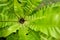 Fern Polypodiales plants at botanic garden