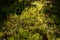 Fern Polypodiophyta in a deciduous forest in the sunbeams.