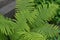 Fern. Polypodiophyta. Fern Leaf - Frond