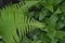 Fern. Polypodiophyta. Fern Leaf - Frond