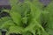 Fern. Polypodiophyta. Fern Leaf - Frond