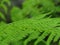 Fern Polypodiopsida or Polypodiophyta. Vivid green leaves on blurred background.