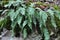 Fern Polypodium vulgare grows on a rock in the woods