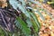 Fern Polypodium vulgare grows on a rock in the woods