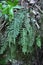 Fern Polypodium vulgare grows on a rock in the woods