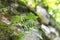 Fern Polypodium vulgare grows on a rock in the woods