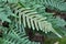 Fern Polypodium vulgare grows on a rock in the woods