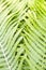 Fern polypody adder`s tongue plant abstract background, texture