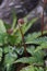 Fern Pteridophyte sprouts