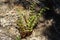 Fern Pteridophyte sprouts