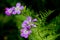 Fern and Purple Flowers