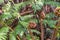 Fern in the rainforest, North Island, New Zealand. Close-up