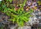 Fern and rock garden plant, grows wild on a wall