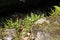 Fern and rock garden plant, grows wild on a wall above stream