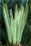 Fern-Sago palm-Tender leaves