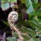 Fern shoot growing vigorously in springtime in Cornwall