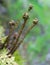 Fern Shoots Rising in Spring