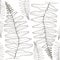 fern silhouette collection. Black isolated prints of fern leaves on the white