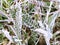 Fern similar looking grass plant leaves covered with layer of rime in macro view