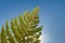 Fern in the sky. Clusters of sporangia on a fern. Groupes de sporanges on fern leaves. Reproduction of olypodiopsida or